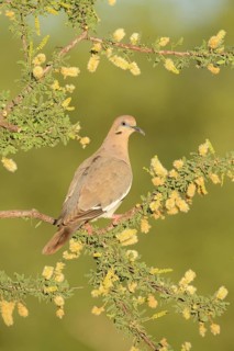 White-winged Dove (Zenaida asiatica) perched on a branch, Texas, USA