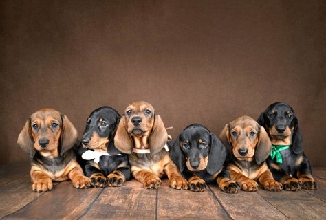 A charming group of small dachshund puppies posed together on a dark background. Their curious eyes