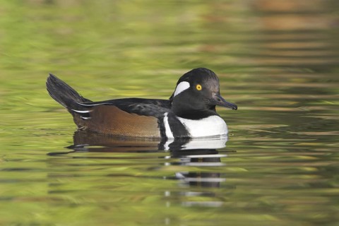 Hooded Merganser (Lophodytes cucullatus) male, British Columbia, Canada