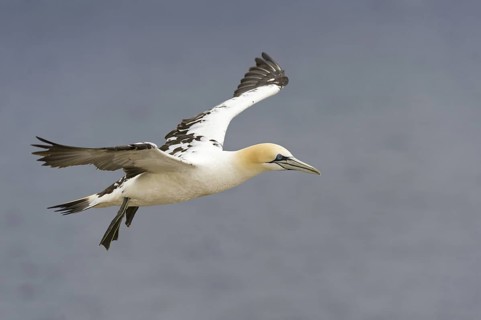 Northern Gannet (Morus bassanus) flying, Quebec, Canada