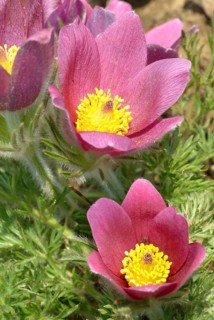 Common pasque flower (Pulsatilla) vulgaris, also known as common pasque flower, pasque flower or