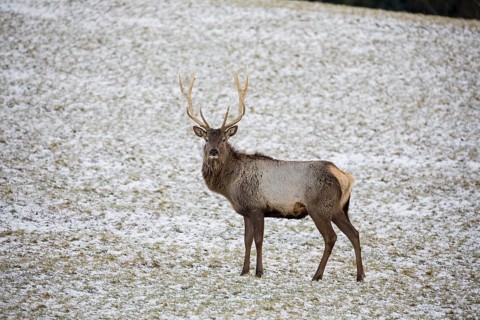 One Altai maral stag, Altai wapiti or Altai elk (Cervus canadensis sibiricus) stands on a snowy