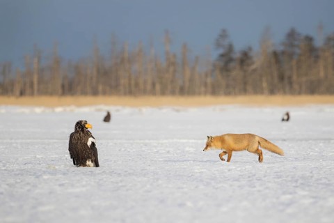 Red Fox (Vulpes vulpes) walking in snow next to Steller's Sea Eagle (Haliaeetus pelagicus),