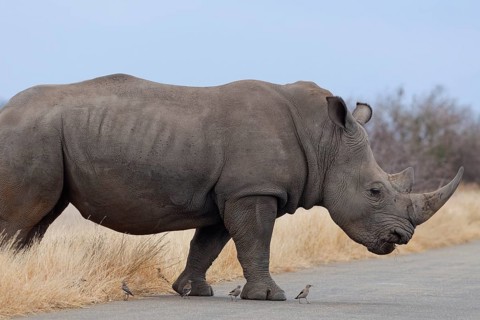 Southern white rhinoceros (Ceratotherium simum simum) surrounded by birds, adult male crossing the