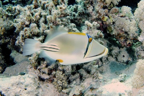Arabian Picasso Triggerfish (Rhinecanthus assasi)