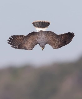 Snail Kite (Rostrhamus sociabilis) male flying, Florida, USA