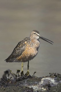 Short-billed Dowitcher (Limnodromus griseus), British Columbia, Canada