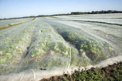 Field of turnips covered by fleece, Hollesley, Suffolk, England, United Kingdom