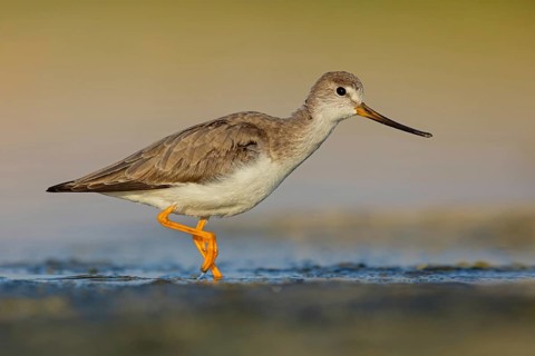 Terek sandpiper, (Xenus cinereus), animal, animals, bird, birds, snipe family, snipe, biotope,