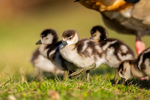 Egyptian goose (Alopochen aegyptiaca) cute chicks on a meadow at the shore of a lake, Bavaria,