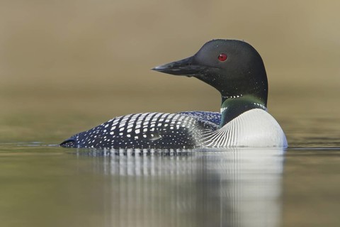 Great Northern Loon (Gavia immer), British Columbia, Canada