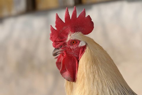 Profile of a white cockerel with a red comb against a blurred background, domestic fowl (Gallus