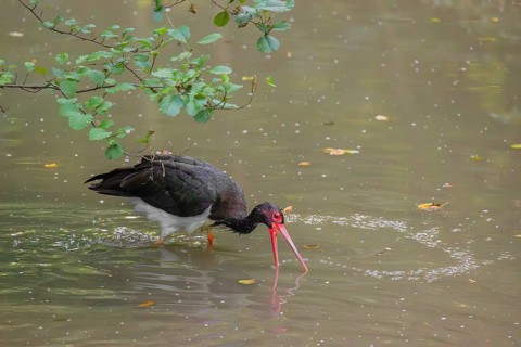 A black stork, Ciconia Nigra, stands in a shallow stream looking for food