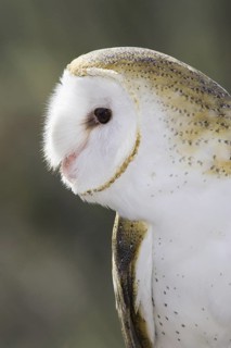 Western Barn Owl (Tyto alba), Arizona, USA