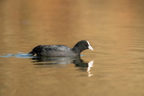 Eurasian Coot (Fulica atra), Vulkaneifel, Rhineland-Palatinate, Germany