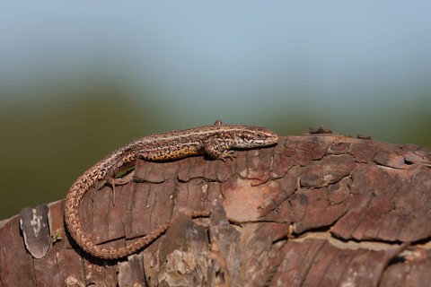 Common lizard (Zootoca vivipara) adult reptile animal resting on a tree stump, England, United