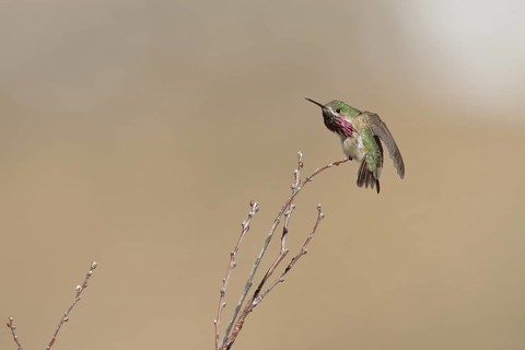 Calliope Hummingbird (Selasphorus calliope) male, California, USA