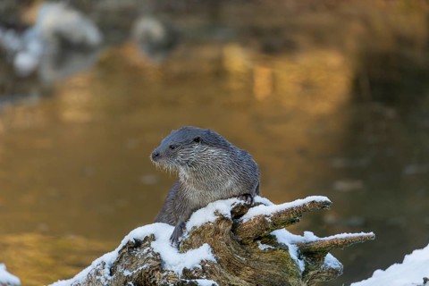 One Eurasian otter (Lutra lutra), resting on a snow covered fallen tree lying in a frozen river