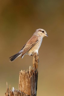 Grauwe Klauwier vrouw zittend op paaltje, Red-backed Shrike female sitting on branch