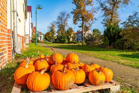 Ripe pumpkins lie on a pallet in front of a farm shop in the village of Rieben near Beelitz,
