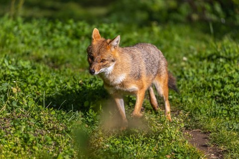 One golden jackal (Canis aureus) walking on green grass on a sunny day