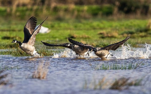 Canada Goose (Branta canadensis) birds in flight over Marshes
