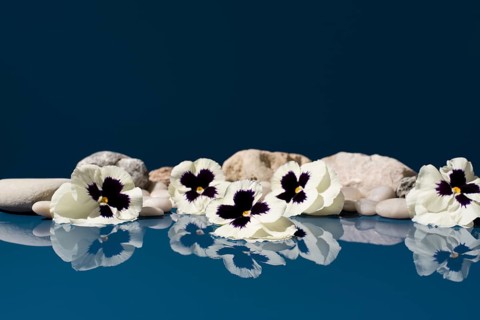 Elegant scene featuring white Viola tricolor flowers laid on stones, mirrored beautifully in a