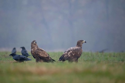 White-tailed eagle (Haliaeetus albicilla), juvenile, young white-tailed eagle in a forest clearing