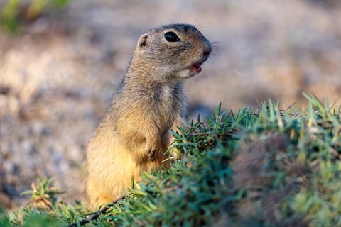 A fully grown ground squirrel (Spermophilus citellus) sits on gravel next to green vegetation on a
