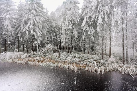 Ballmoos forest reserve in hoarfrost, high moor in fog, Lieliwald, Lindenberg, Horben, Canton of