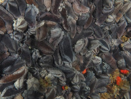 Collection of Cape Town sea cucumber (Hemiocnus insolens), sea cucumber, endemic, in various shades