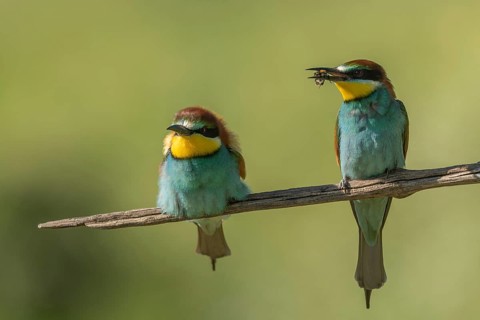 European bee-eater (Merops apiaster) on a branch during the breeding season in spring. Jechtingen,