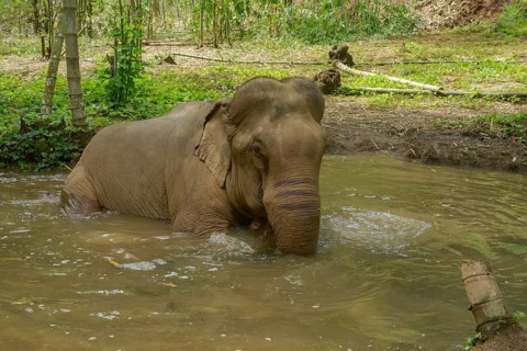 An Asian elephant enjoys a refreshing bath in a river in Thailand. Surrounded by lush greenery, the