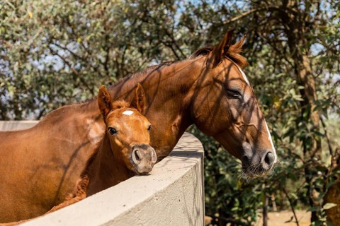 A serene scene of a young foal standing close to a mature horse, both enjoying a sunny day. The