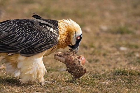 Bearded Vulture (Gypaetus barbatus) carrying a bone, Catalonia, Spain