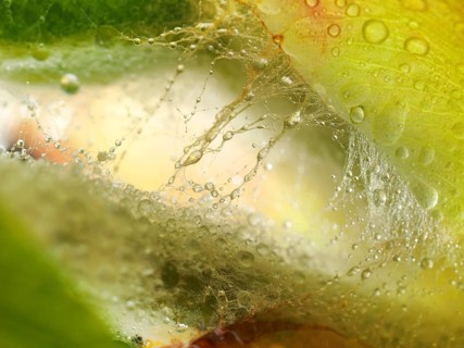 Chestnut, common horse-chestnut (Aesculus hippocastanum), detail of bud, resin droplets and fine
