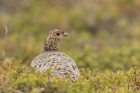 Willow Ptarmigan (Lagopus lagopus) female, Norway