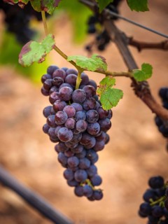 Close-up of ripe grapes hanging from a vine in a vineyard in Mallorca, Spain. Vivid colors