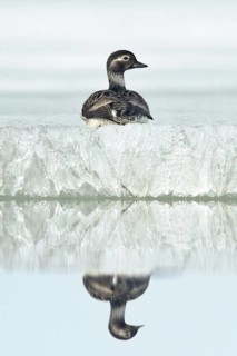 Long-tailed Duck (Clangula hyemalis) female, Alaska, USA