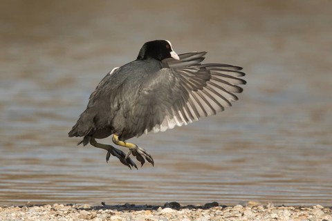 Eurasian Coot (Fulica atra) flapping, Bavaria, Germany
