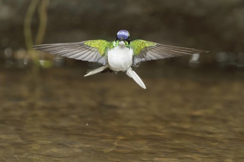 Purple-crowned Fairy (Heliothryx barroti), Costa Rica