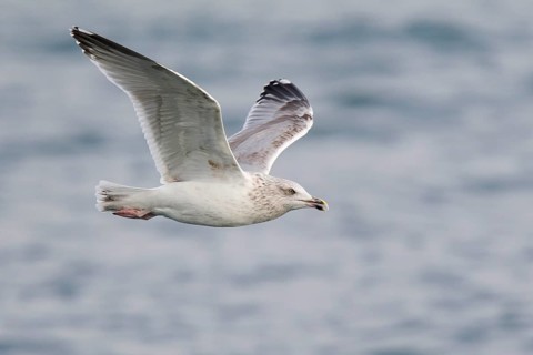European Herring Gull (Larus argentatus) flying, North Sea, Germany