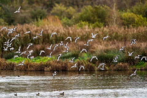 Black-tailed Godwits, Limosa limosa, birds in flight over marshes