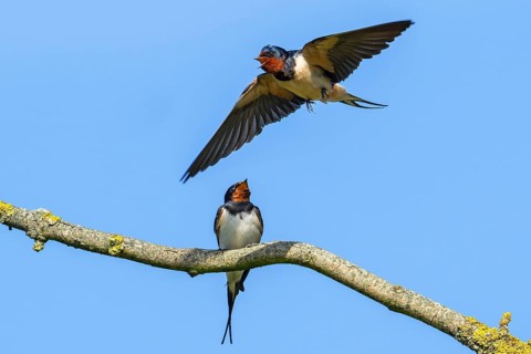 Two barn swallows (Hirundo rustica, Hirundo erythrogaster), male calling in flight to female