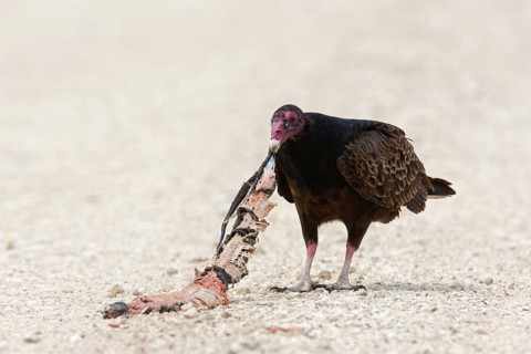 Turkey Vulture (Cathartes aura), Texas, USA