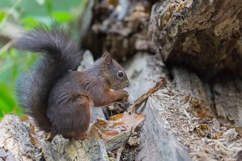 One Red squirrel or Eurasian red squirrel (Sciurus vulgaris) feeding on peanut. Trees in the