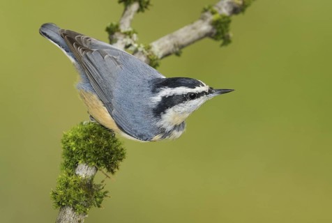 Red-breasted Nuthatch (Sitta canadensis), British Columbia, Canada