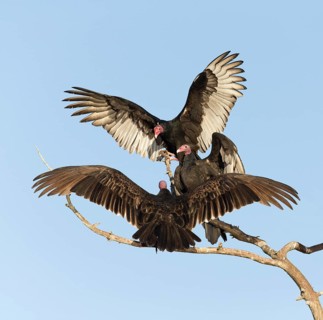 Turkey Vulture (Cathartes aura), Florida, USA