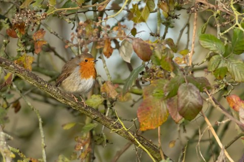 European robin (Erithacus rubecula) adult bird in a hedgerow in the autumn, England, United Kingdom