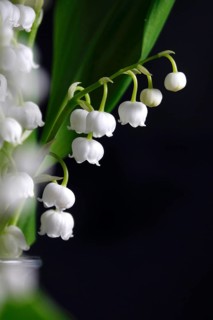 Still life with lily of the valley, Germany